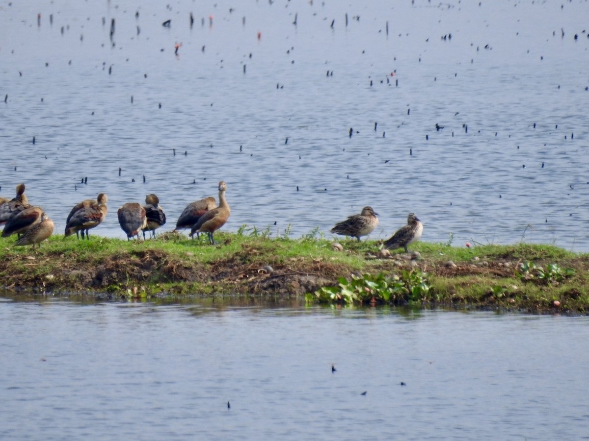 Suirirí de Java - ML647128707