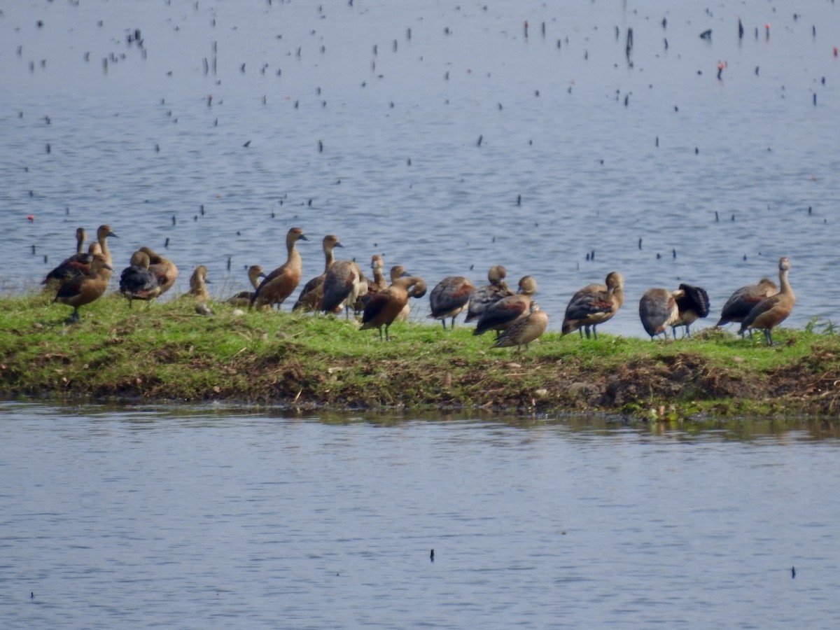 Suirirí de Java - ML647128708