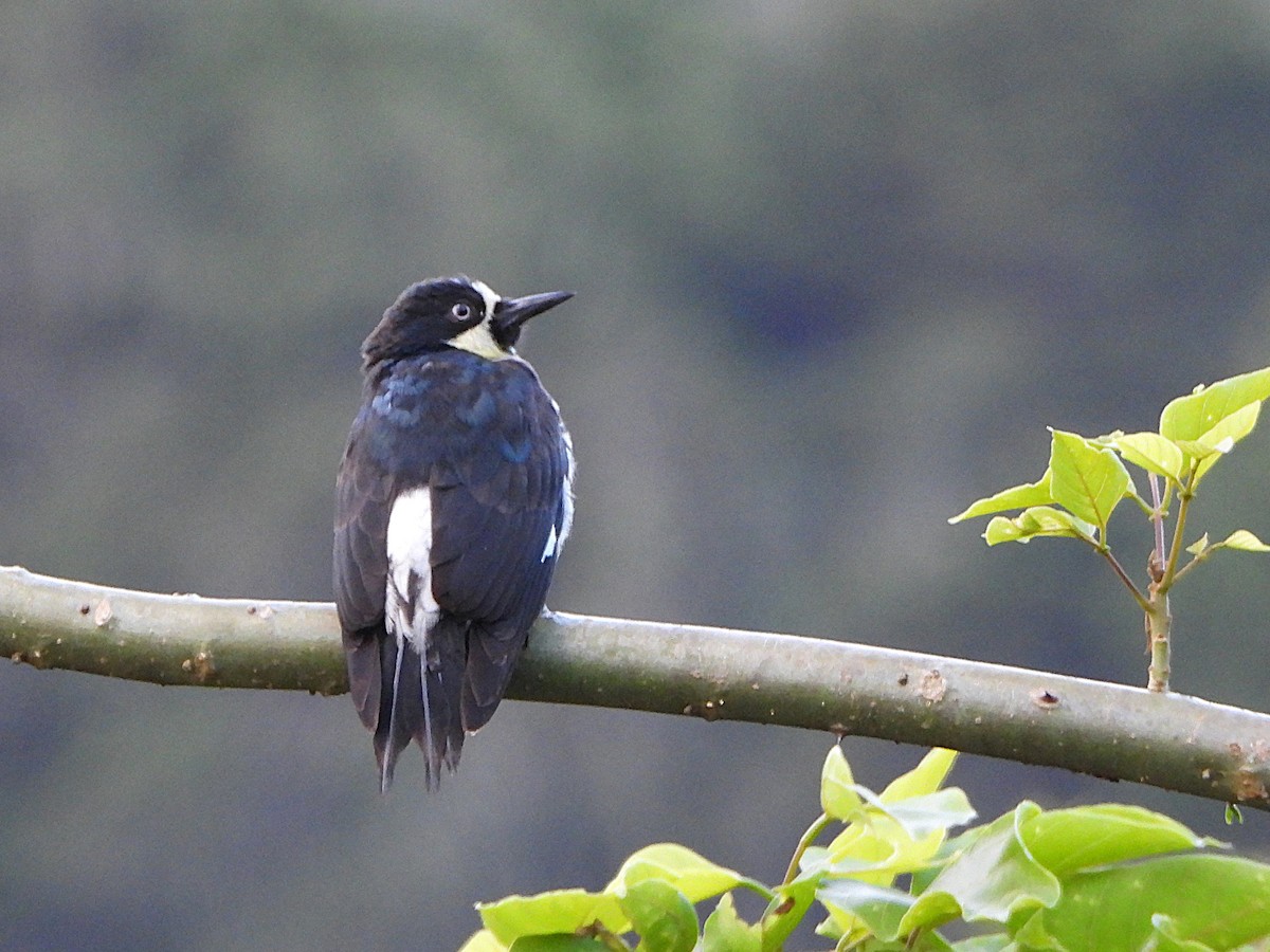 Carpintero Bellotero - ML647128712