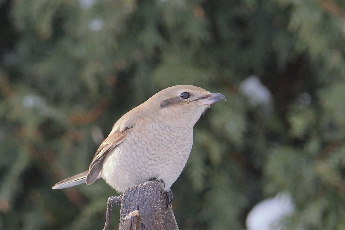 Alcaudón Boreal - ML647128718