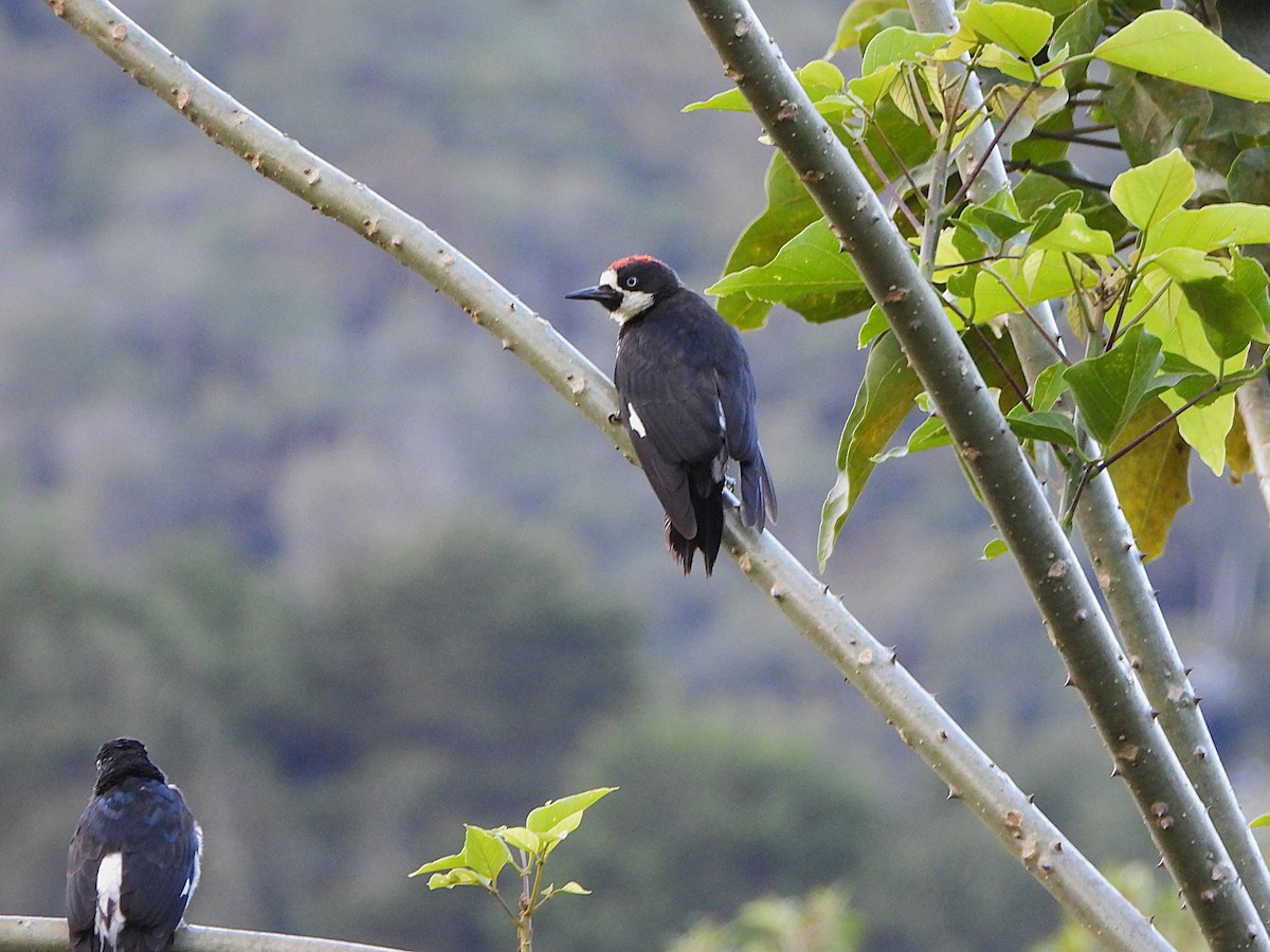 Carpintero Bellotero - ML647128722