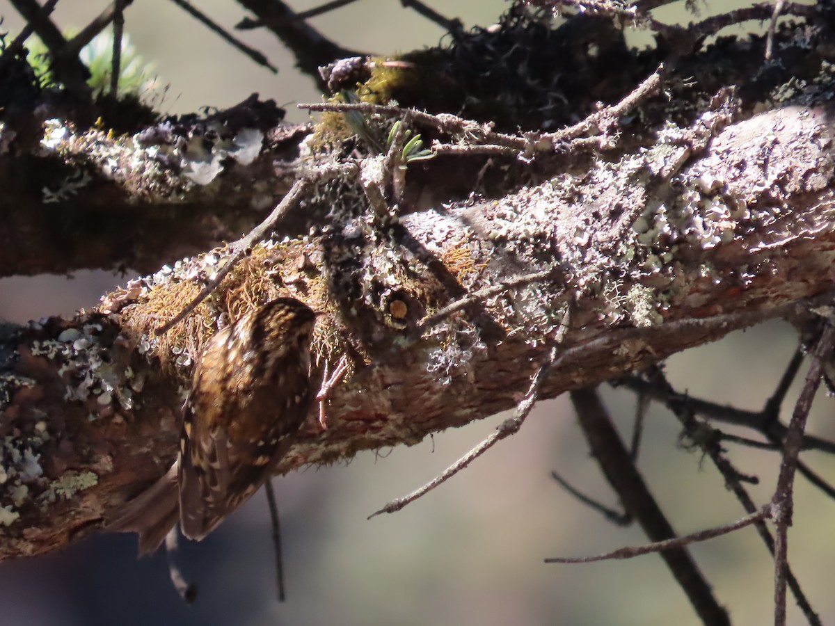 Agateador de Hodgson - ML647128723