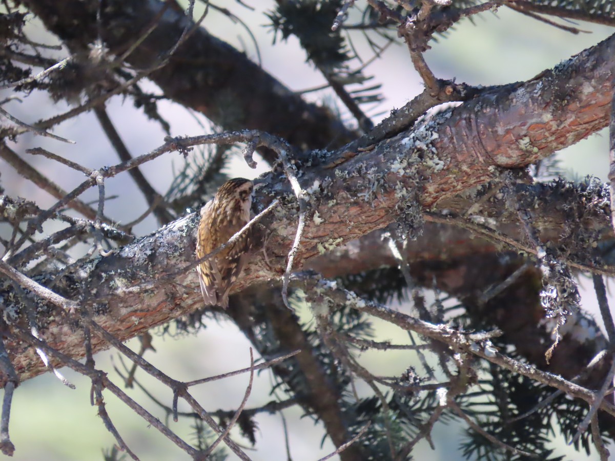 Agateador de Hodgson - ML647128724