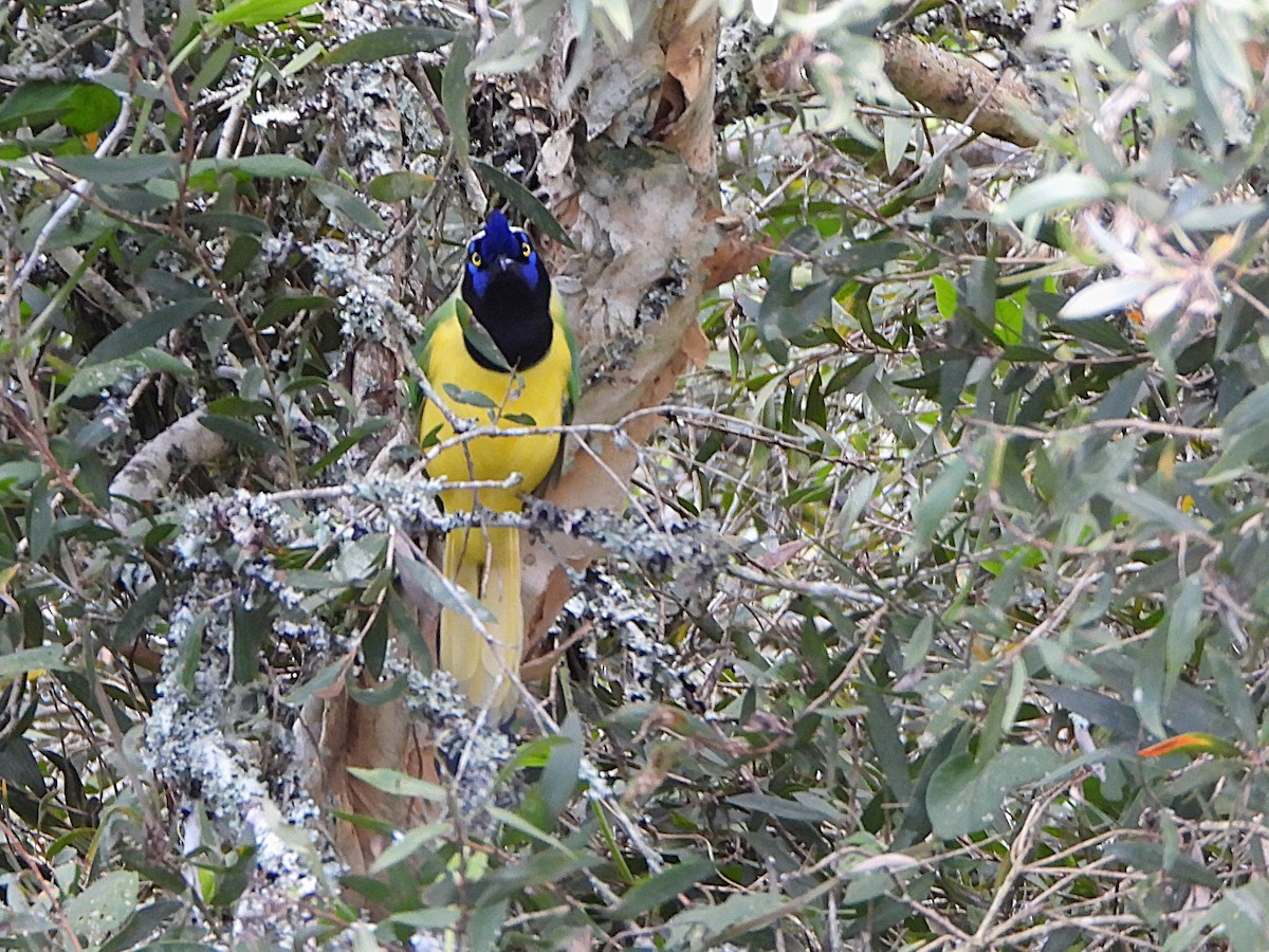 Chara Verde - ML647128730