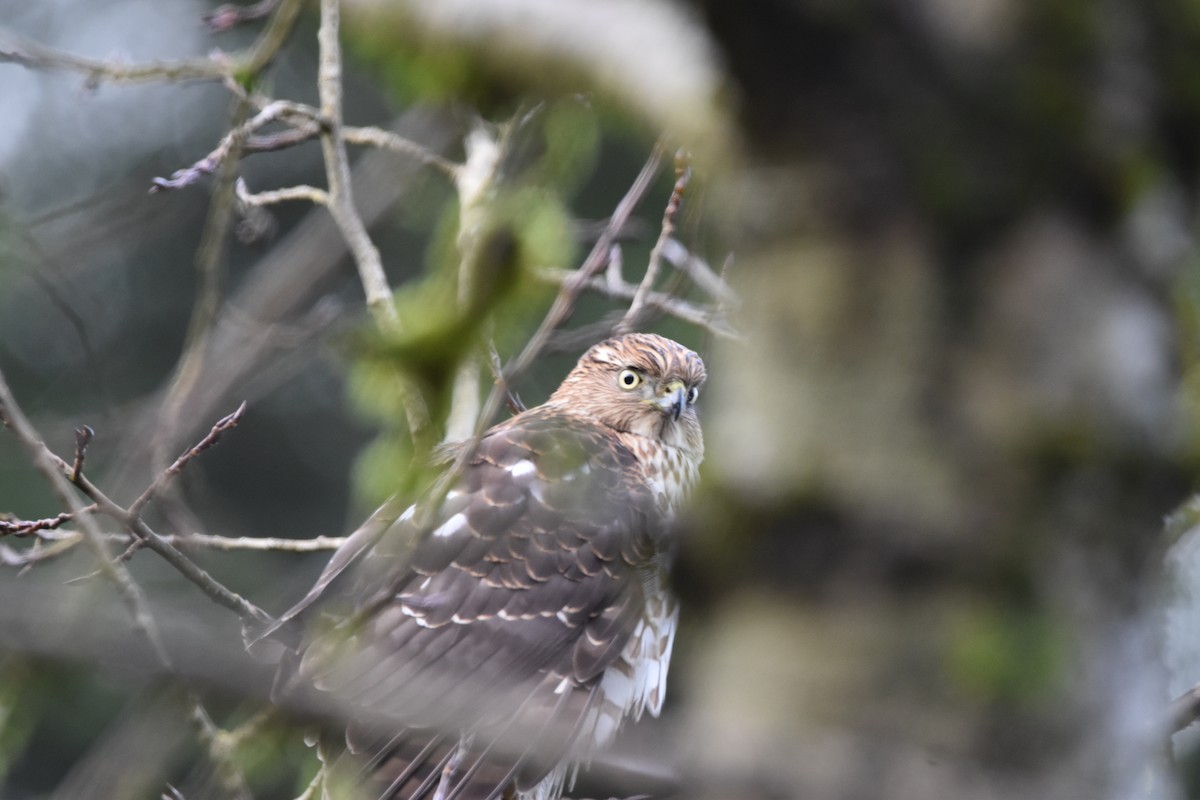 Cooper's Hawk - ML647128739