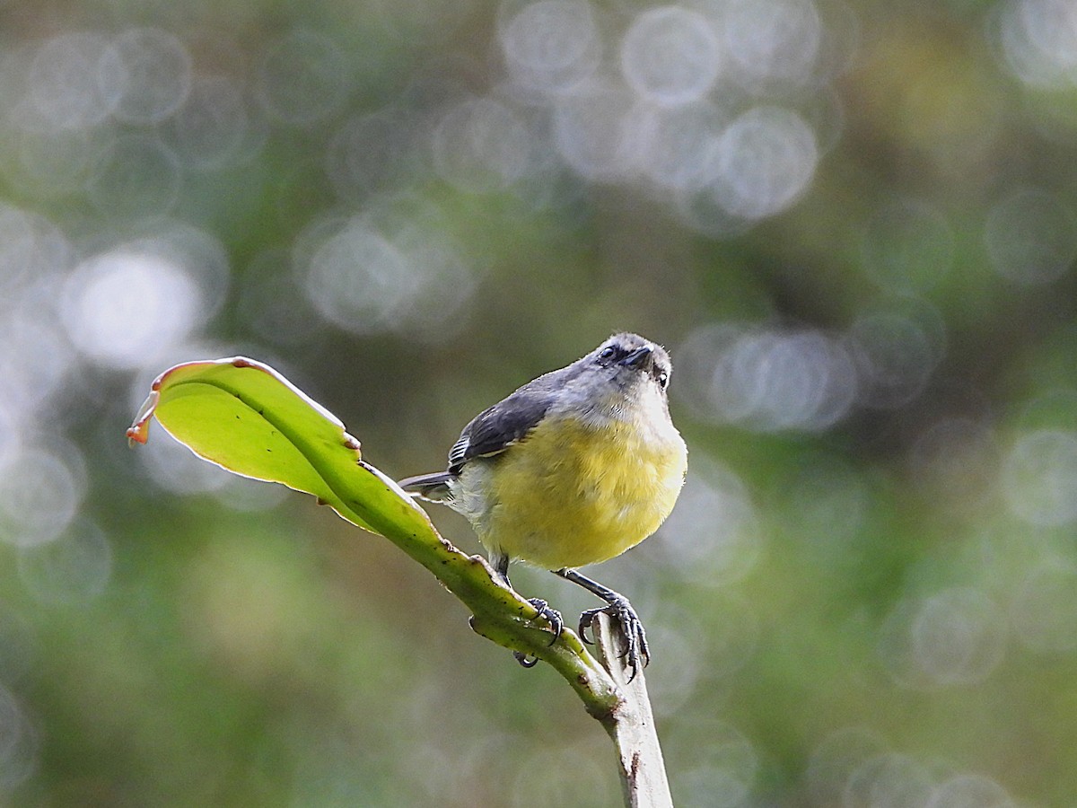 Bananaquit - ML647128745