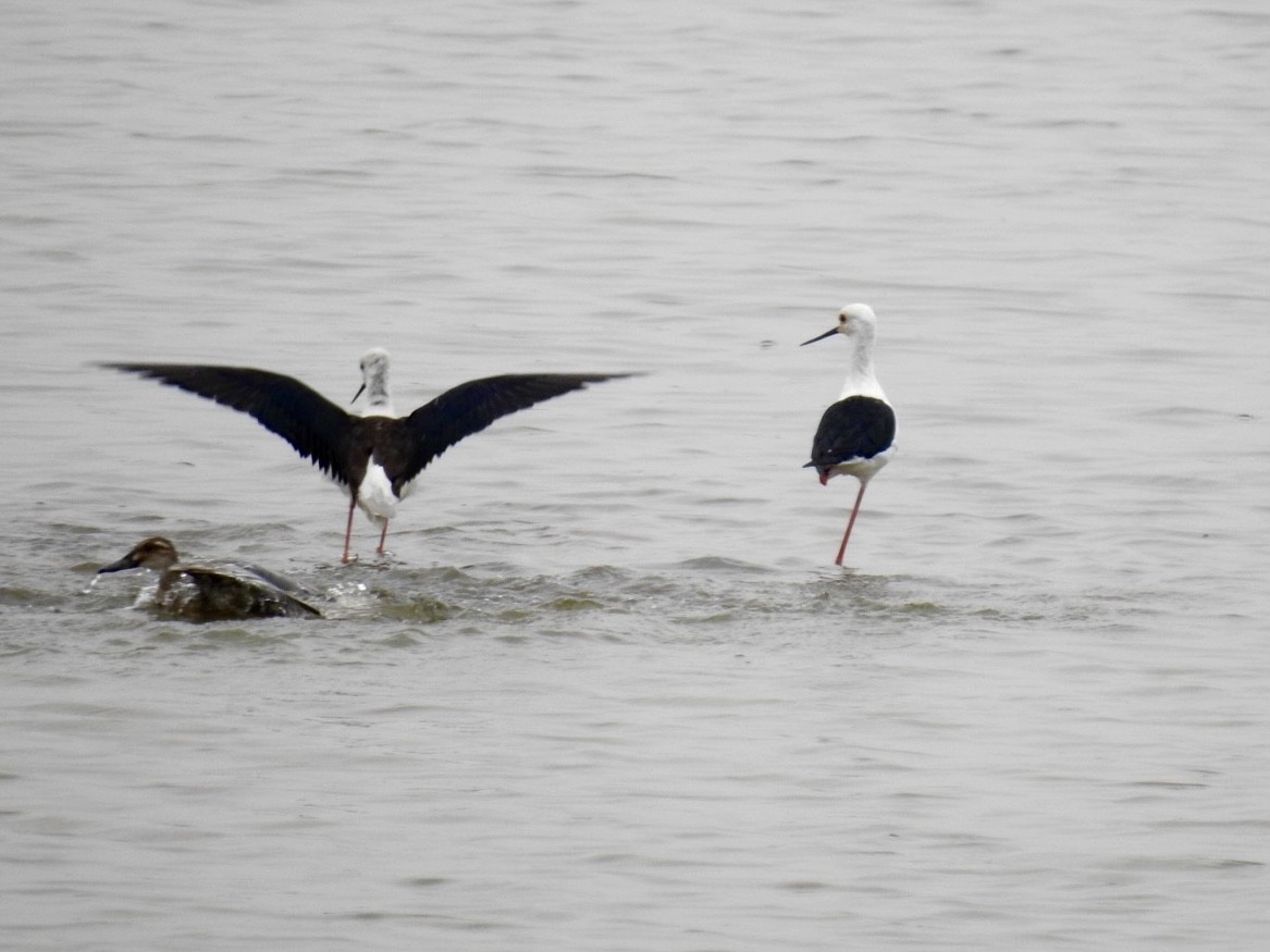 高蹺鴴 - ML647128746