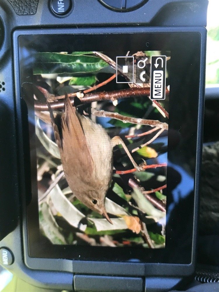 Очеретянка садова - ML647128747