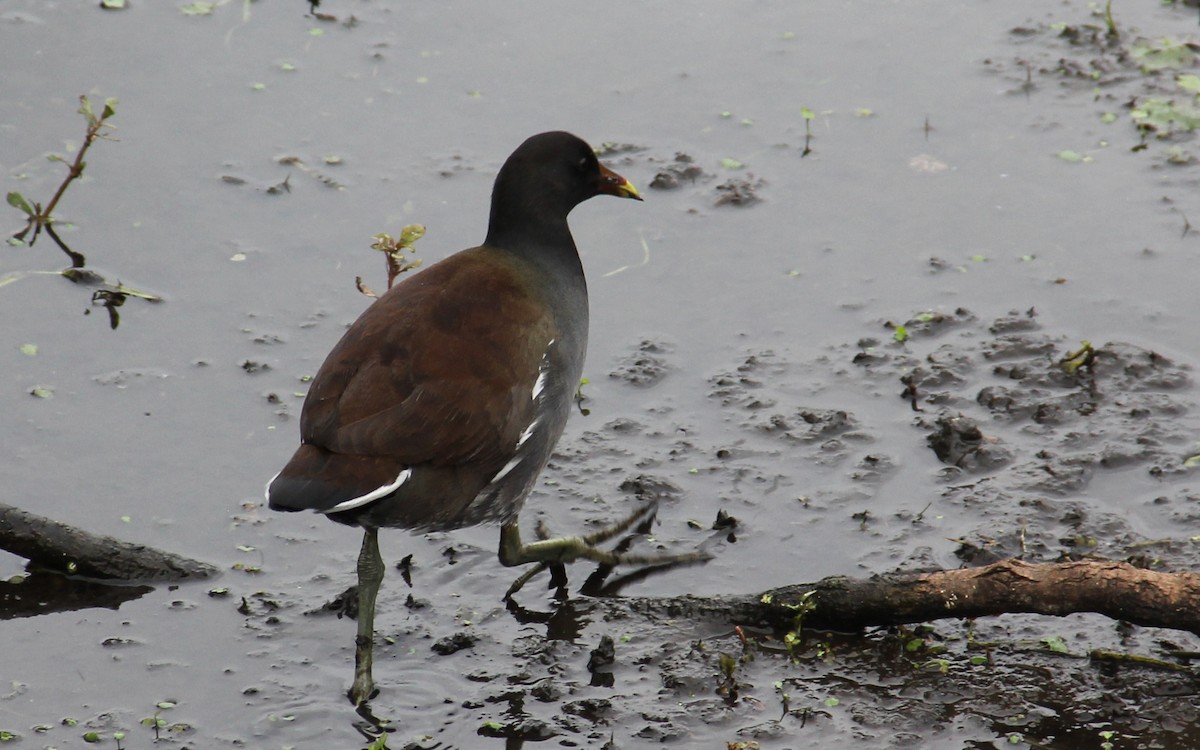 Uroilo amerikarra - ML647128749