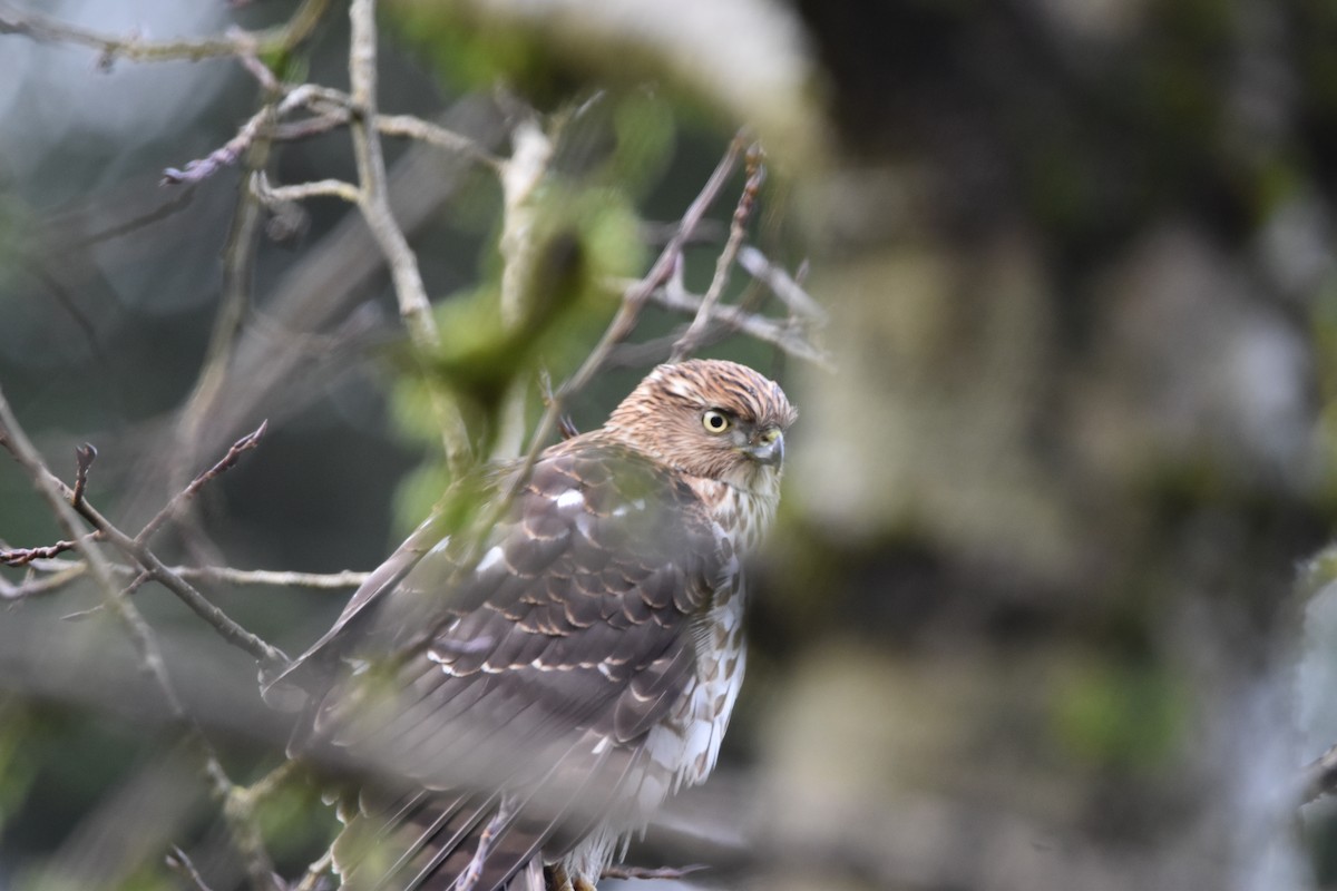 Cooper's Hawk - ML647128750