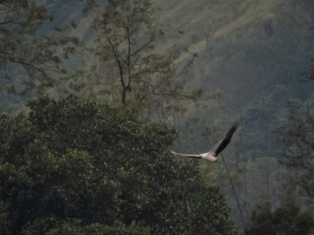 White-bellied Sea-Eagle - ML647128755