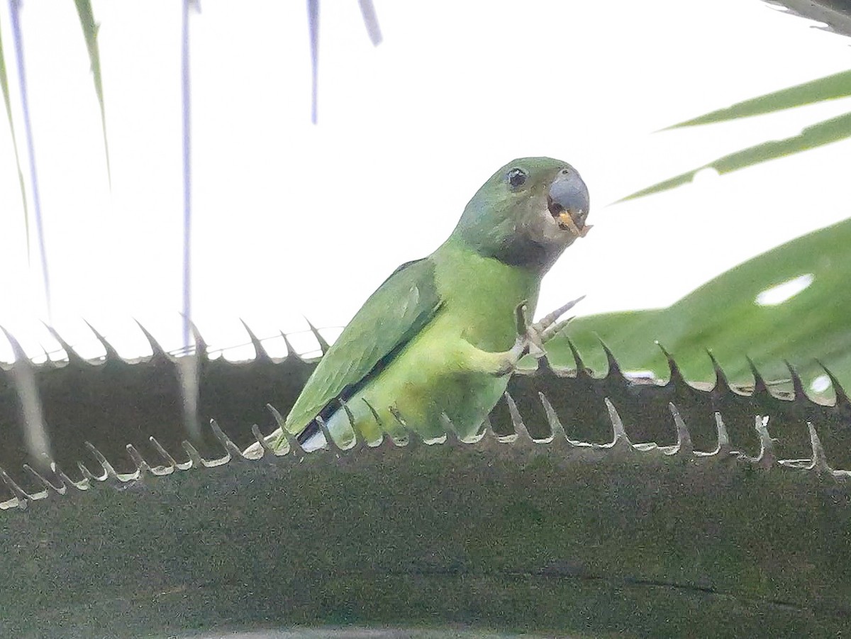 alexandr smaragdový - ML647128759