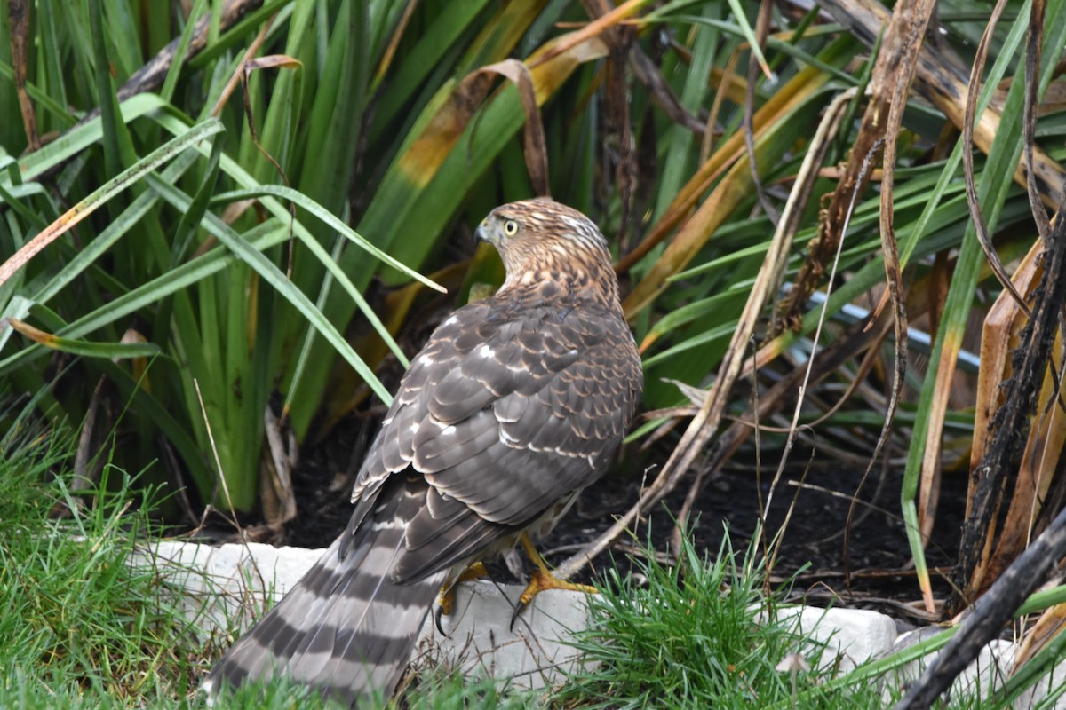 Cooper's Hawk - ML647128760