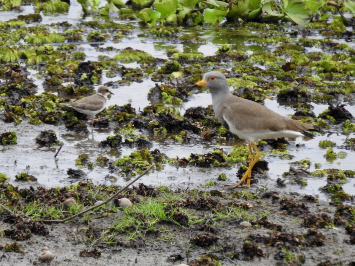 Gray-headed Lapwing - ML647128766