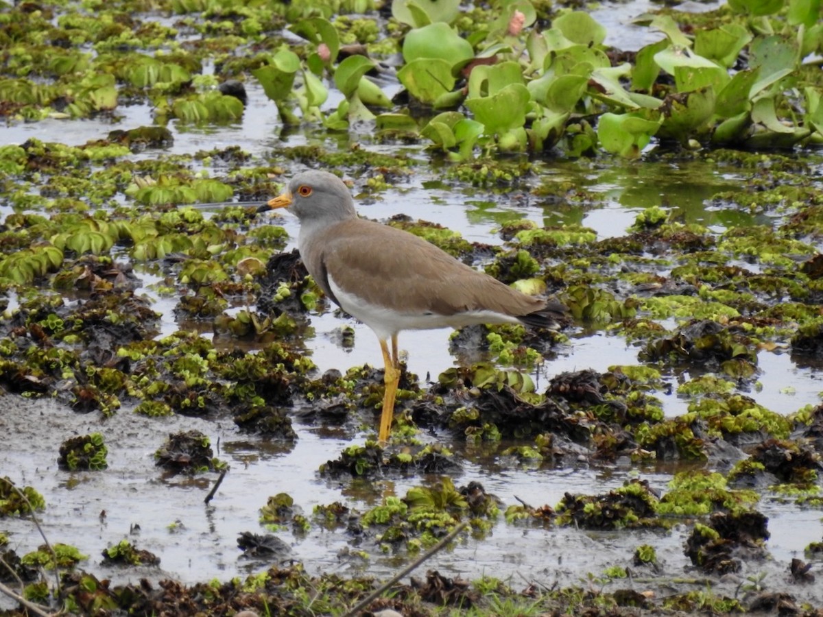 Gray-headed Lapwing - ML647128767