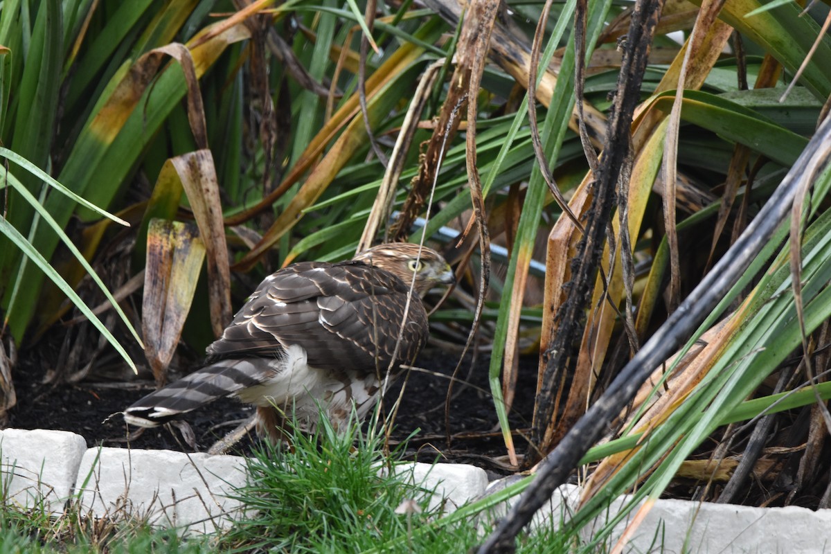Cooper's Hawk - ML647128768