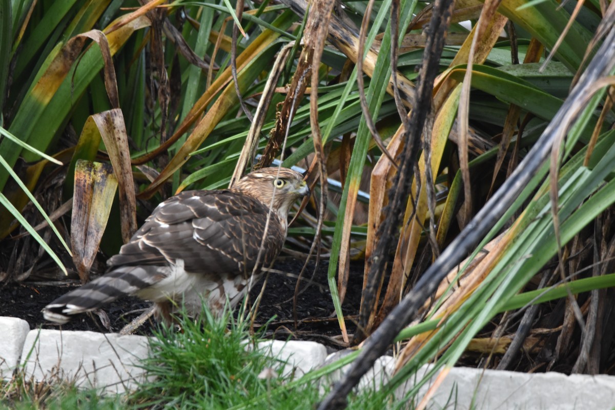 Cooper's Hawk - ML647128771