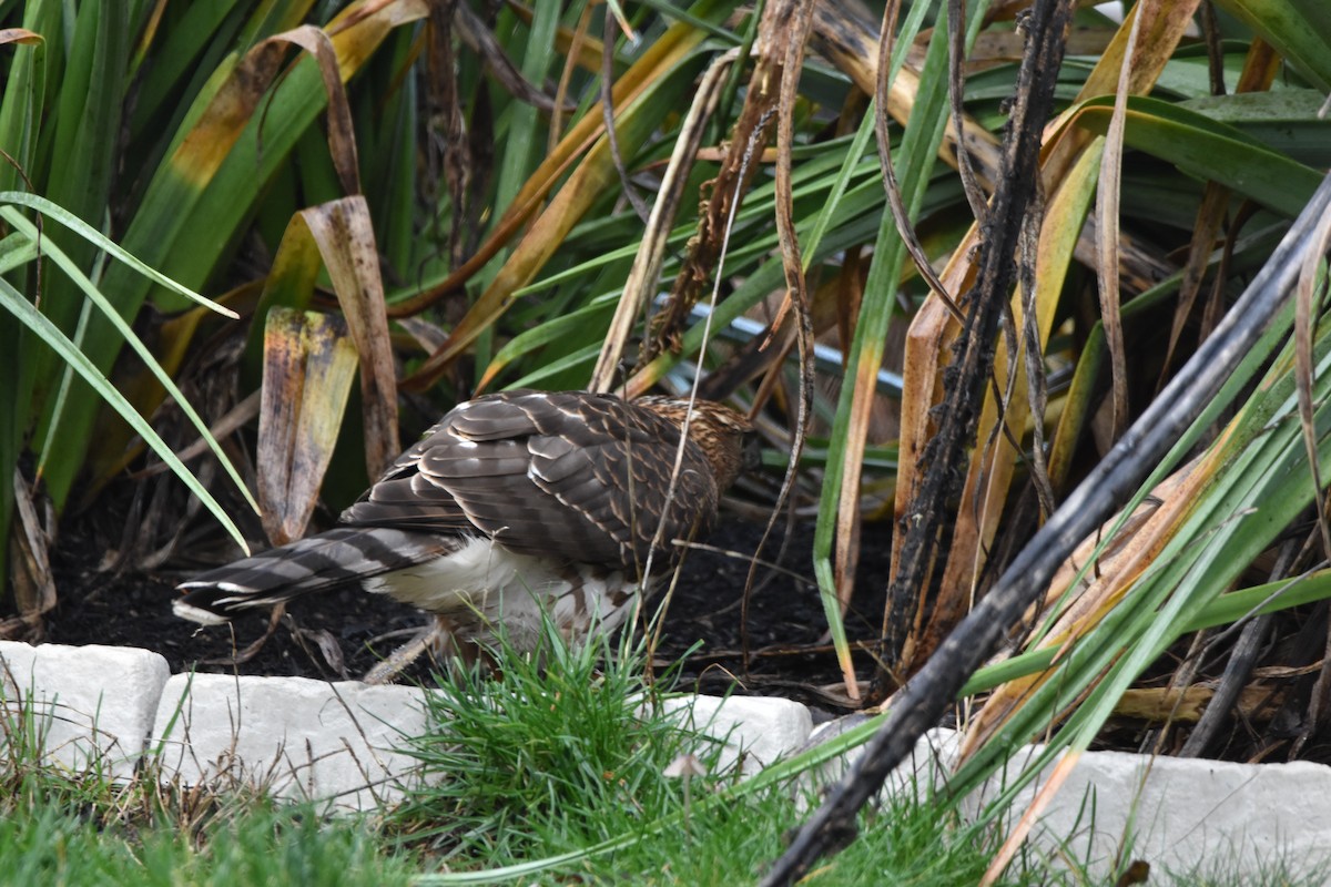 Cooper's Hawk - ML647128780