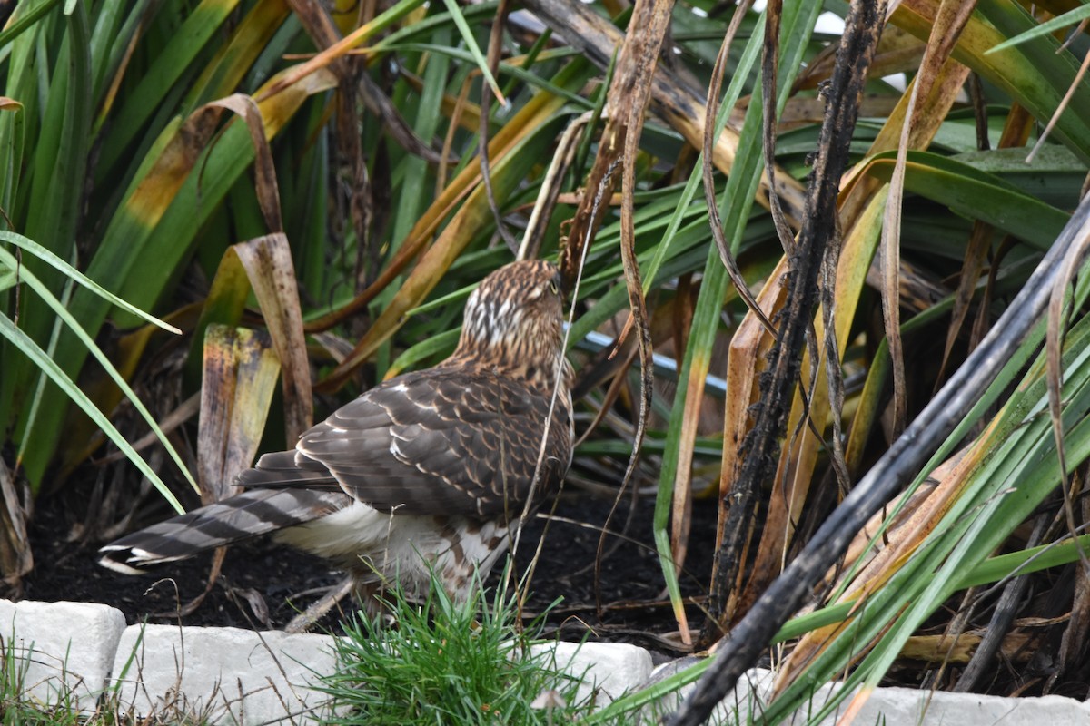 Cooper's Hawk - ML647128783