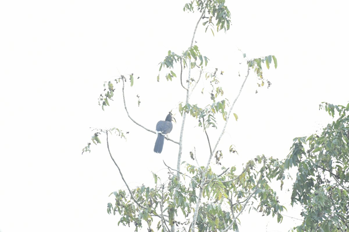 Orienthornvogel - ML647128786