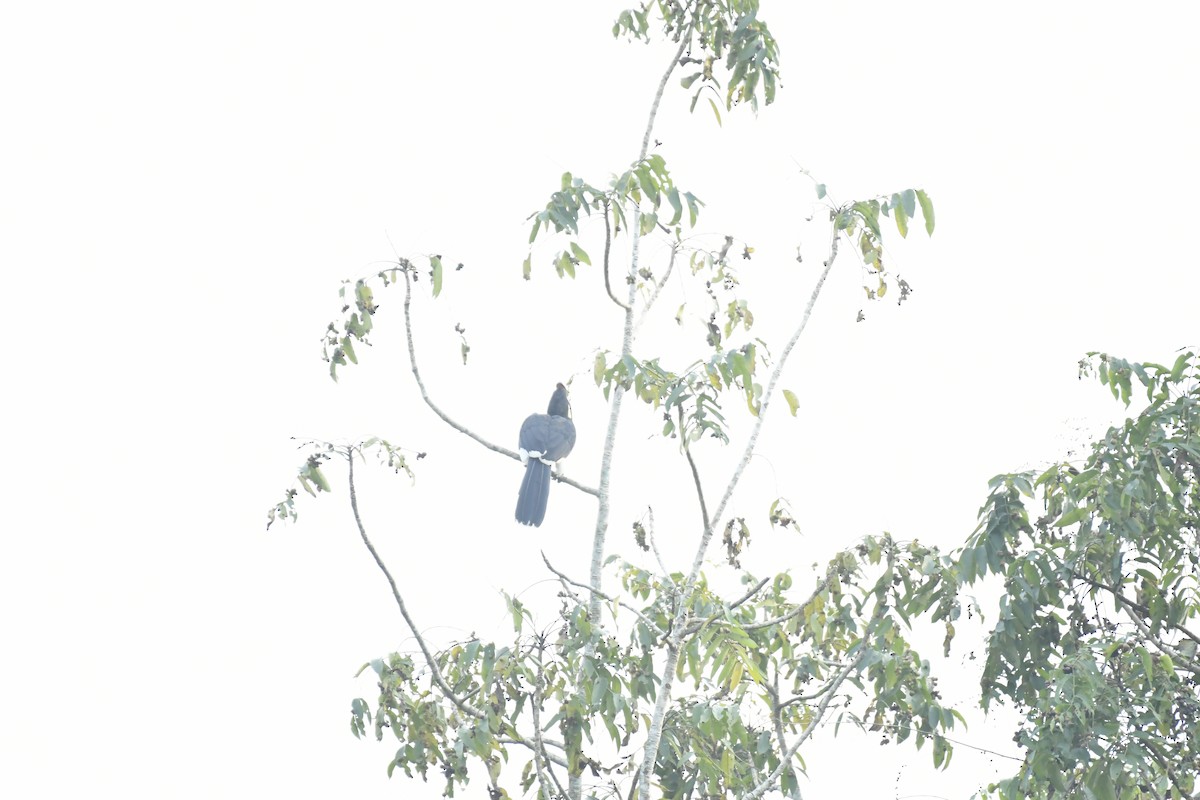 Orienthornvogel - ML647128787