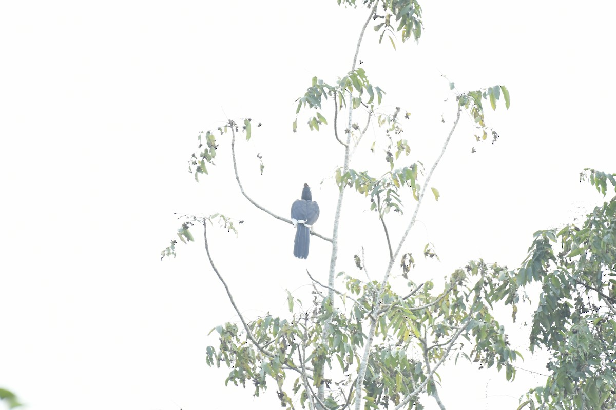 Orienthornvogel - ML647128788