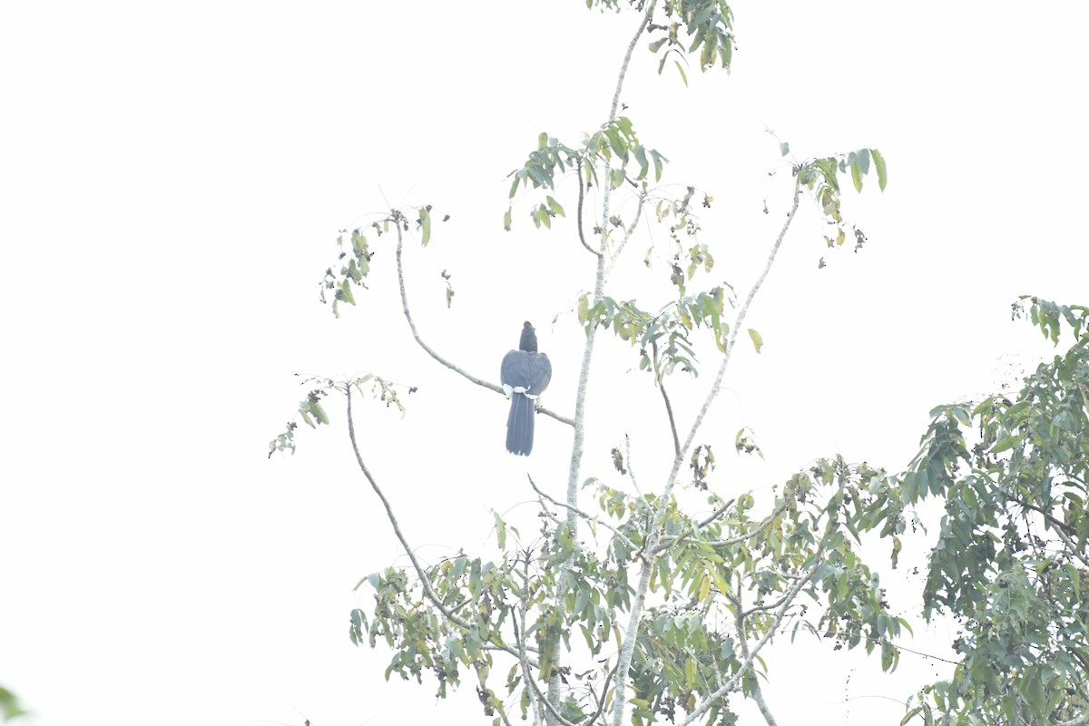 Orienthornvogel - ML647128789