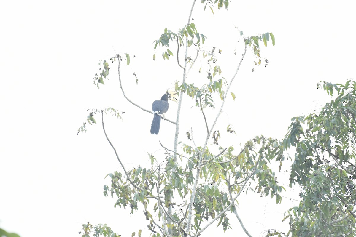 Orienthornvogel - ML647128791