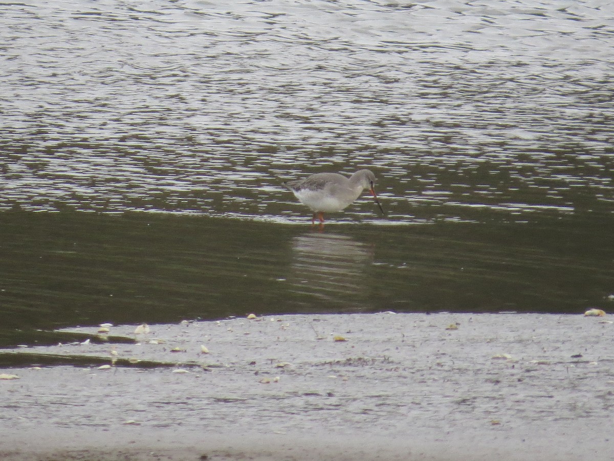 vodouš tmavý - ML647128813