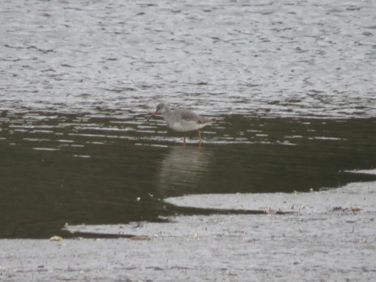 vodouš tmavý - ML647128814