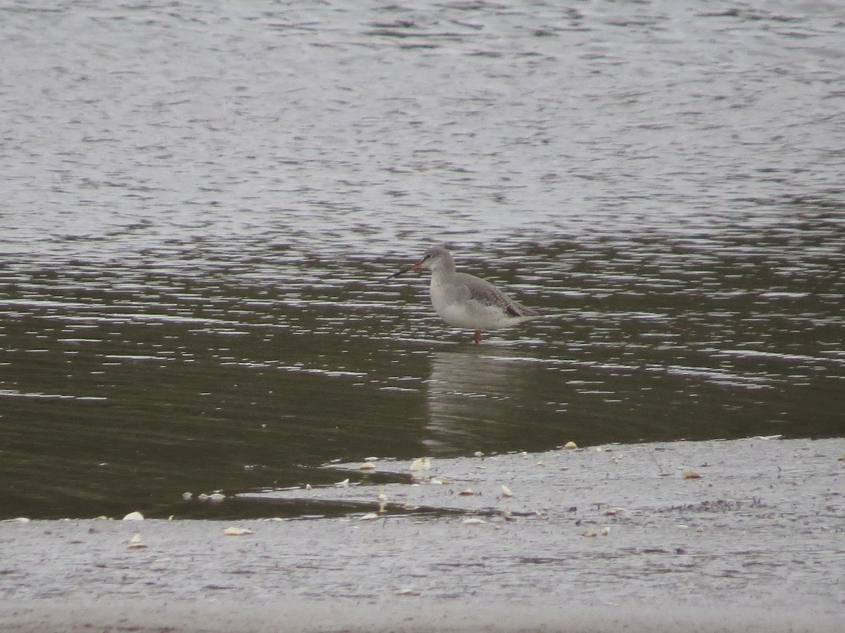 vodouš tmavý - ML647128815