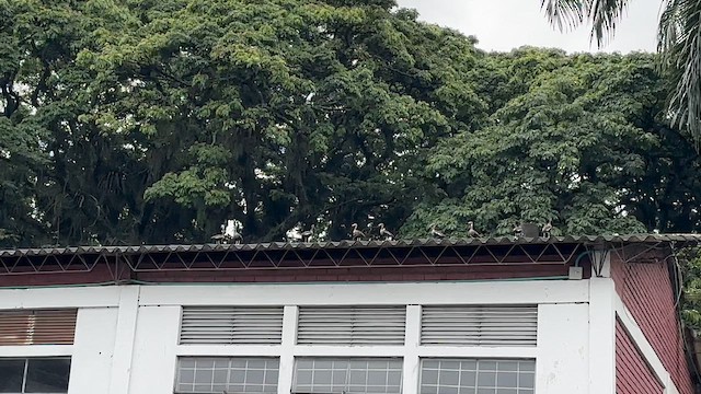 Black-bellied Whistling-Duck - ML647128816