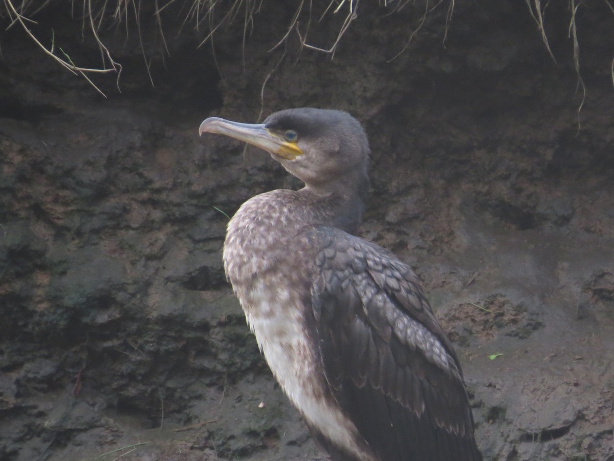 kormorán velký - ML647128823