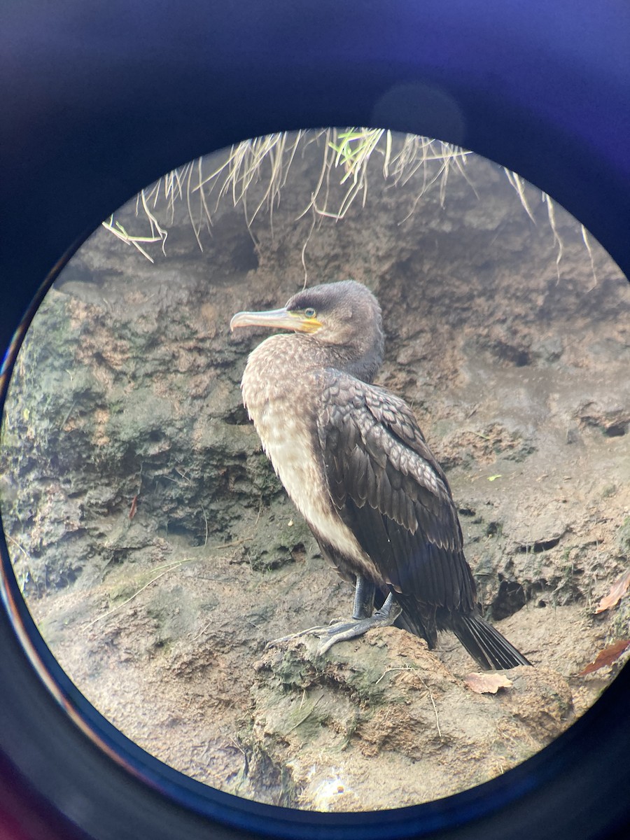 kormorán velký - ML647128824