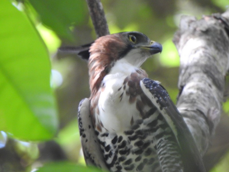 Prachtadler - ML647128834