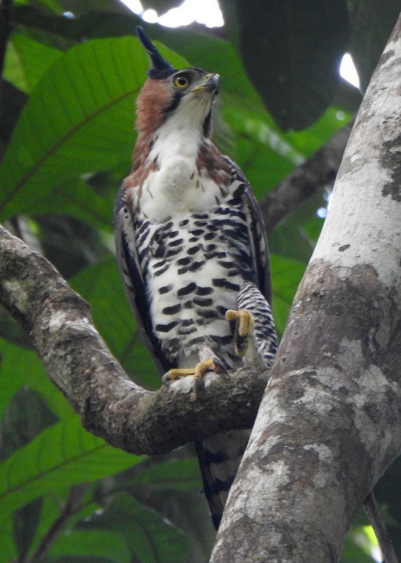 Prachtadler - ML647128835