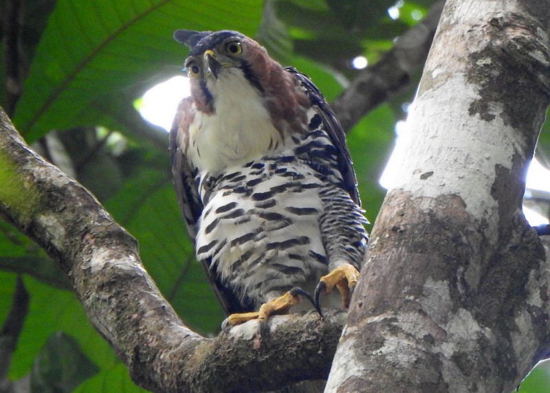 Prachtadler - ML647128836