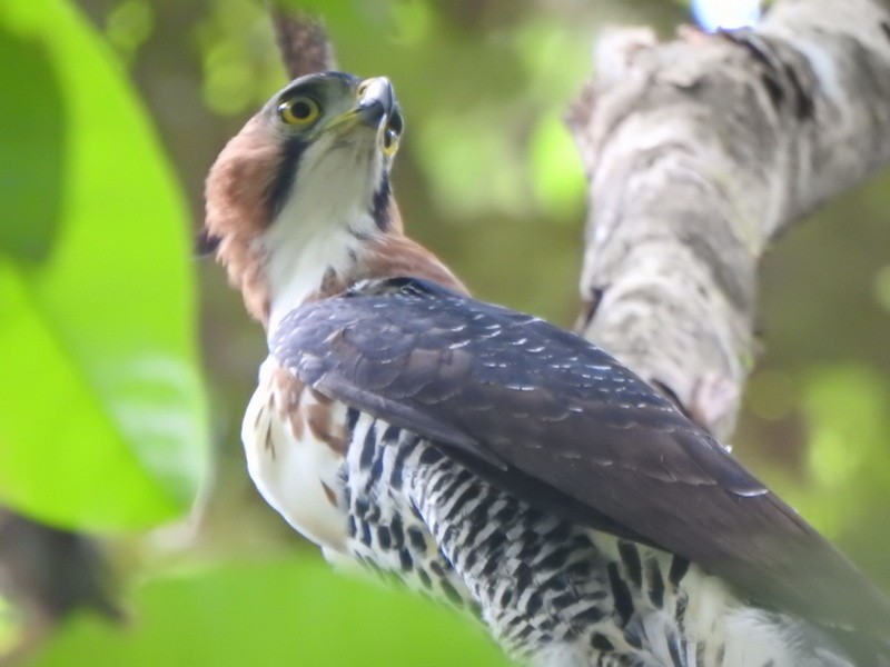 Prachtadler - ML647128838