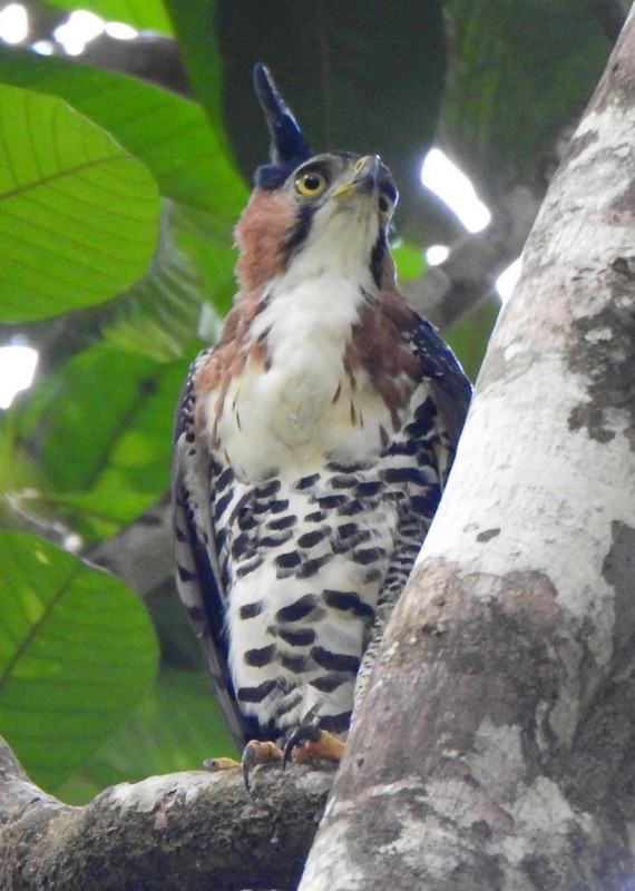 Prachtadler - ML647128839