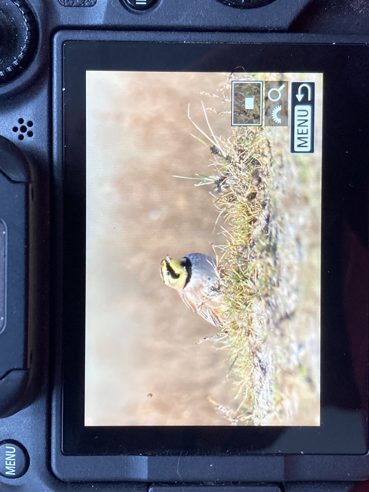 Жайворонок рогатий - ML647128843