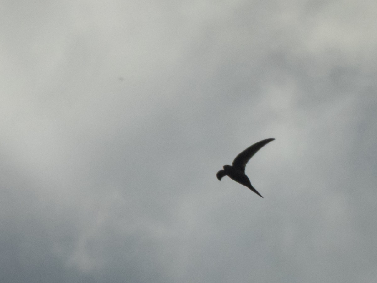 asiapalmeseiler - ML647128850