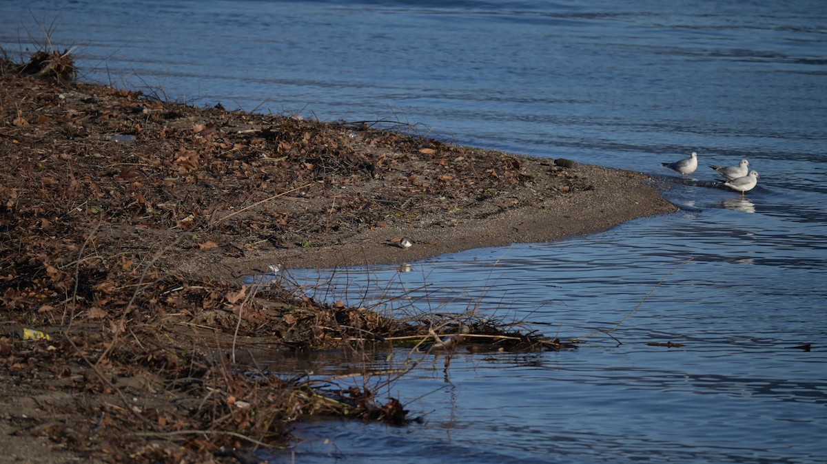 ביצנית לבנת-בטן - ML647128861