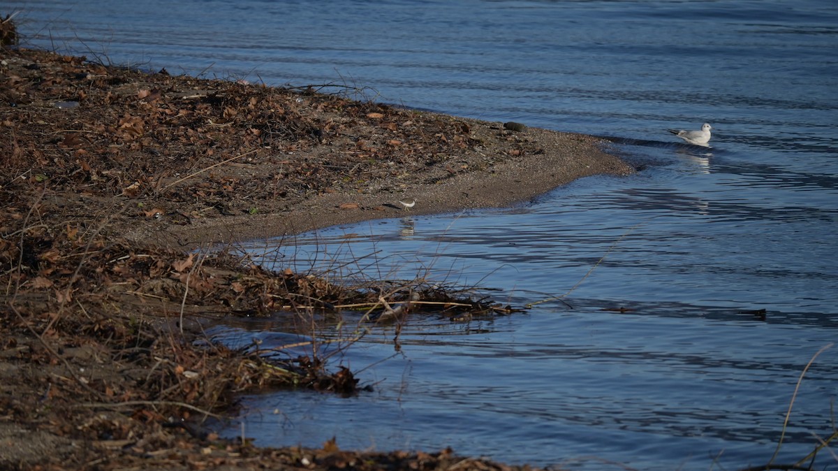 ביצנית לבנת-בטן - ML647128862