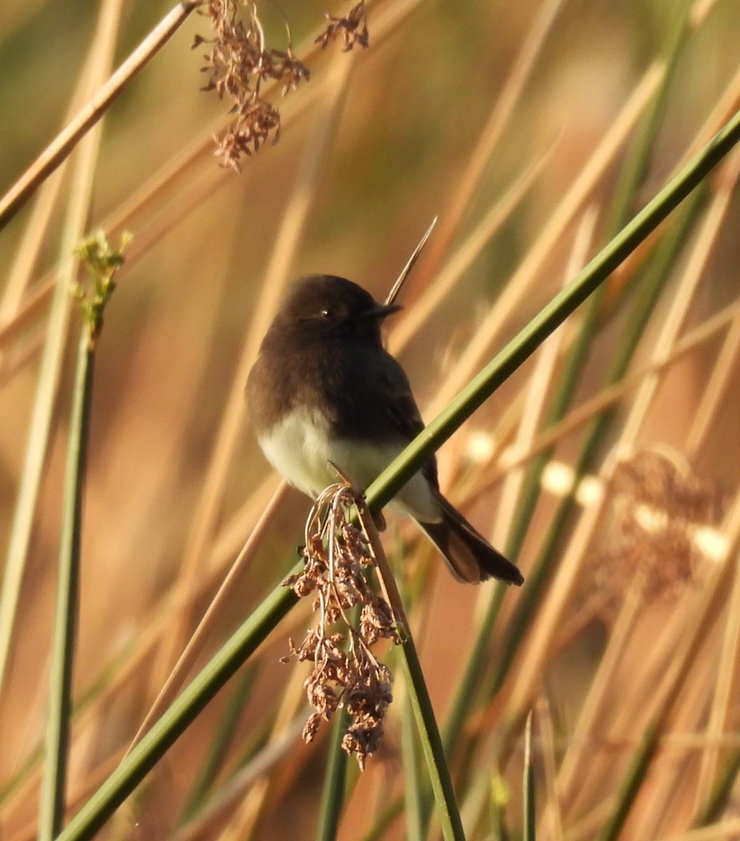 Black Phoebe - ML647128867