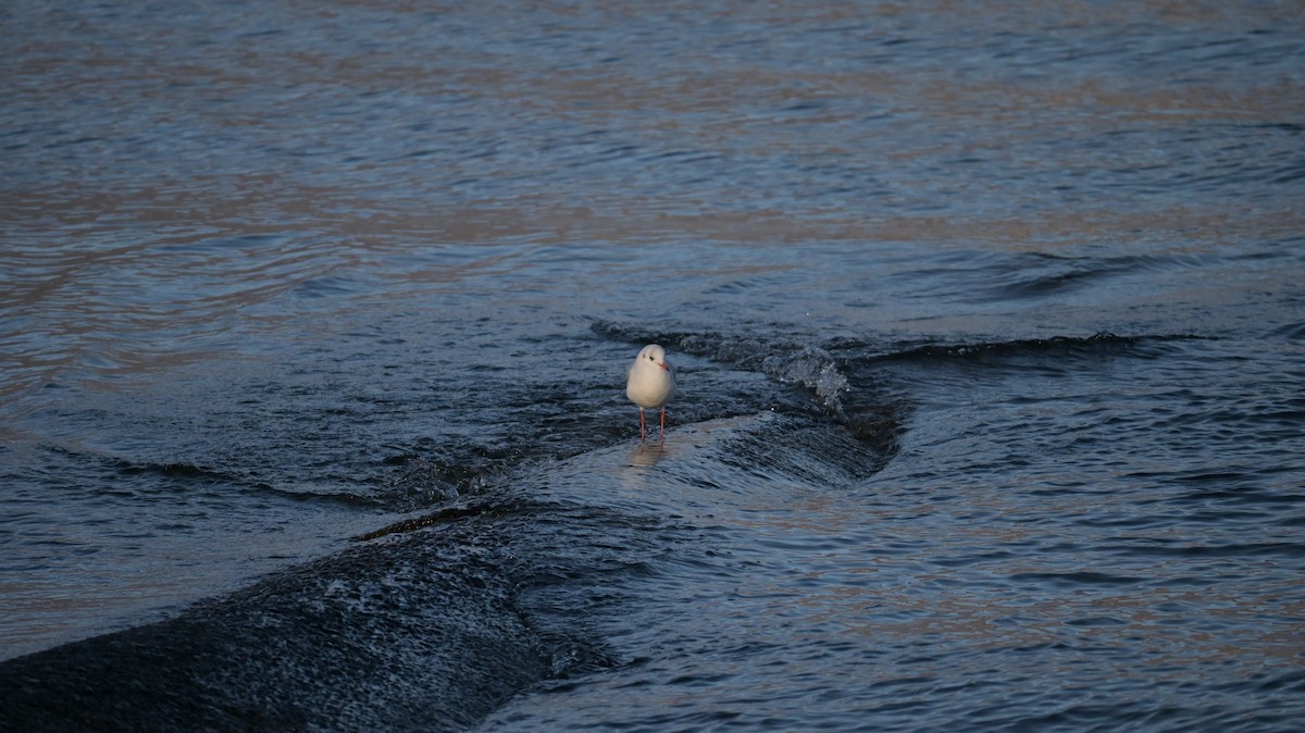 Black-headed Gull - ML647128870