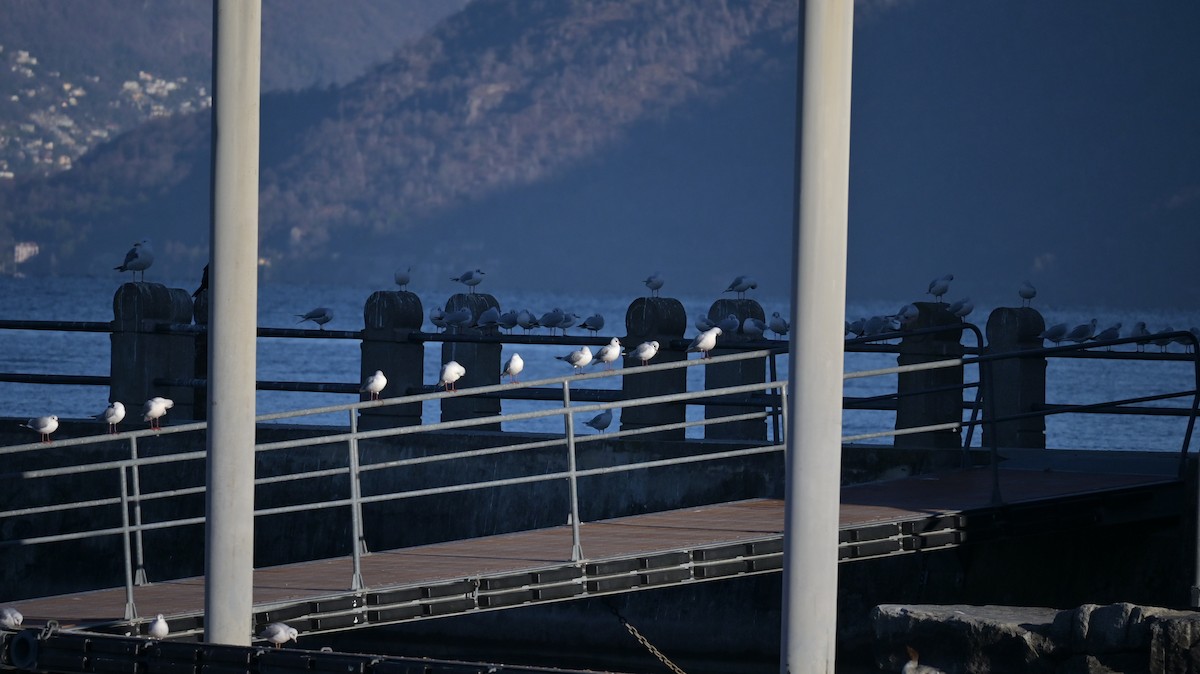 Black-headed Gull - ML647128871