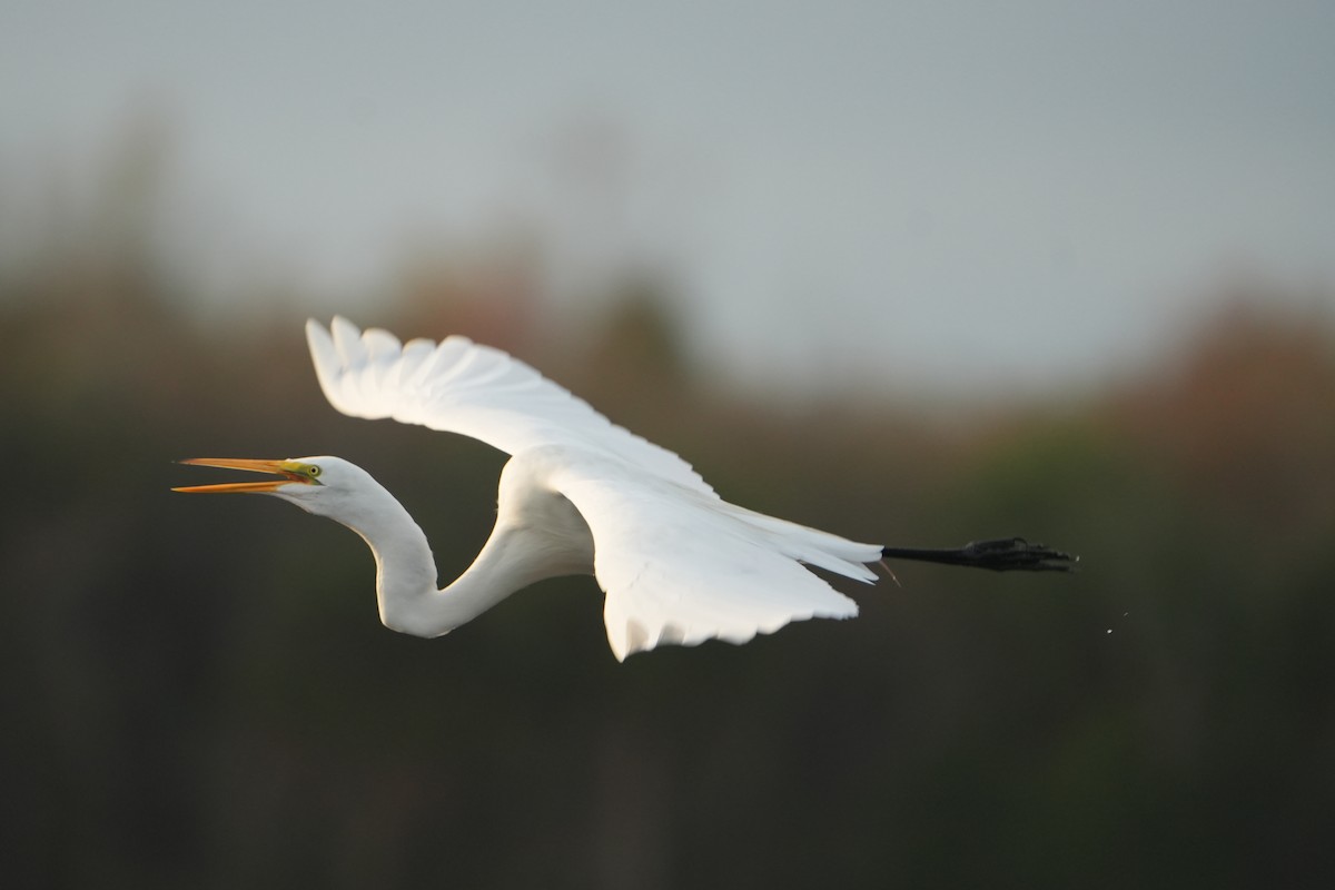 Great Egret - ML647128872