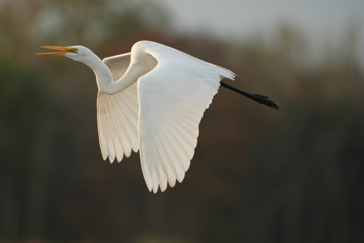 Great Egret - ML647128873