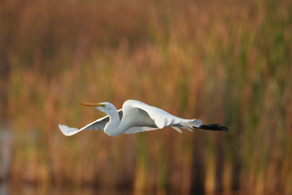 Great Egret - ML647128874