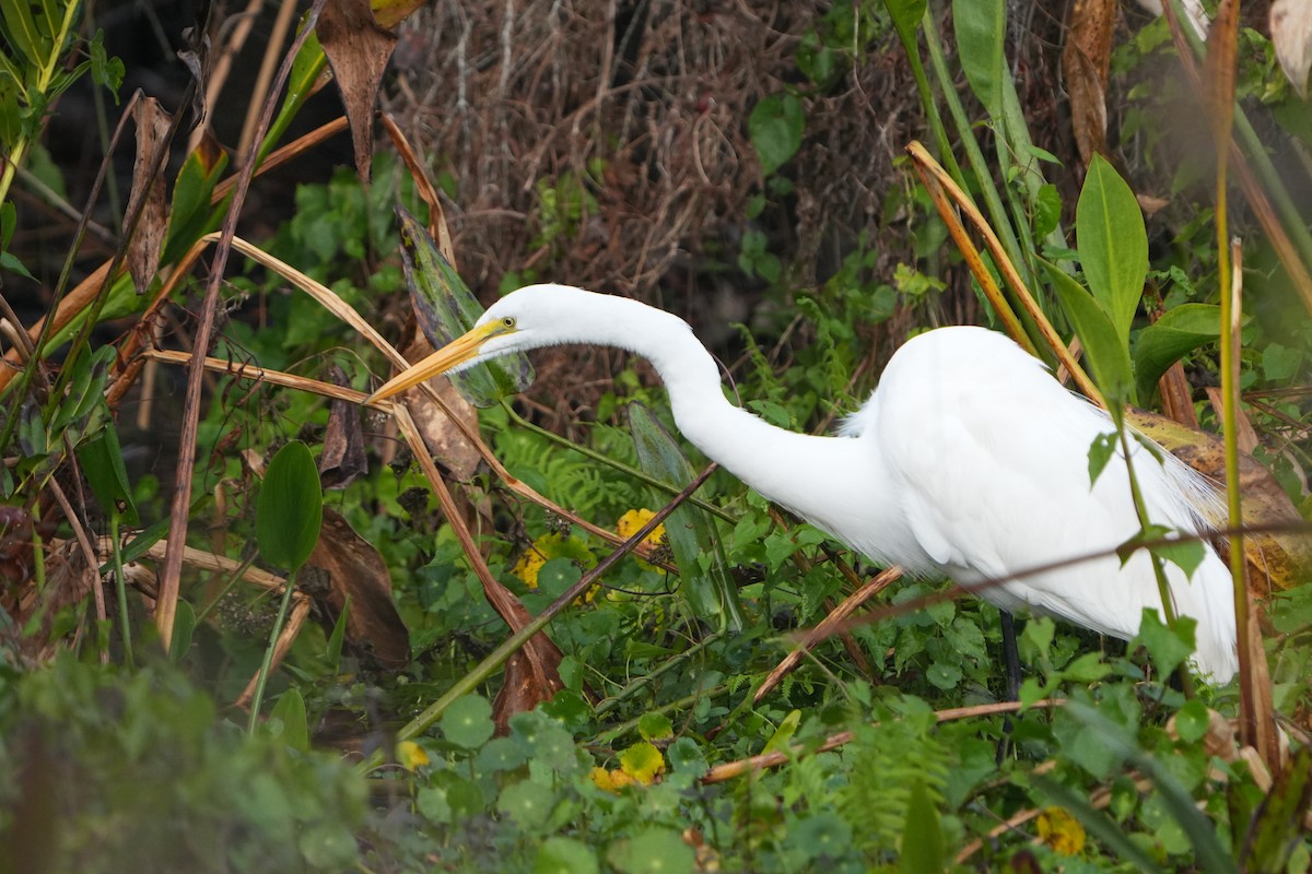 Great Egret - ML647128875